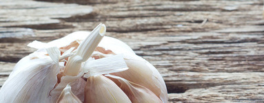 Česen (Allium sativum)